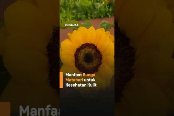 Manfaat Bunga Matahari untuk Kesehatan Kulit