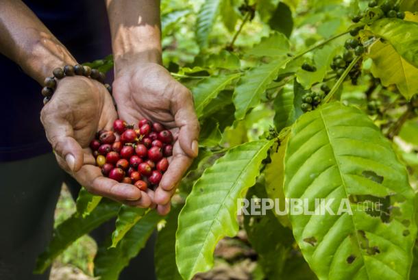 Petani menunjukkan biji kopi (ilustrasi). Holding Perkebunan Nusantara PTPN III (Persero) berupaya melakukan pengembangan kopi nusantara.