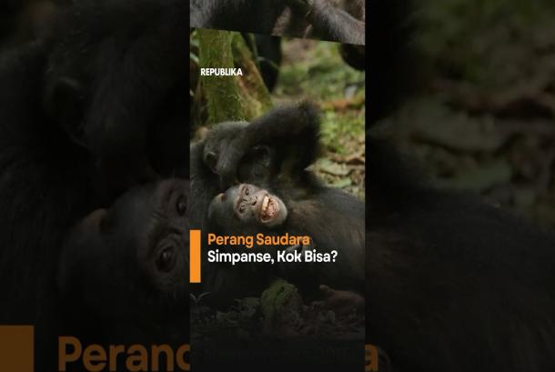 Kenapa Simpanse Bisa Perang Saudara