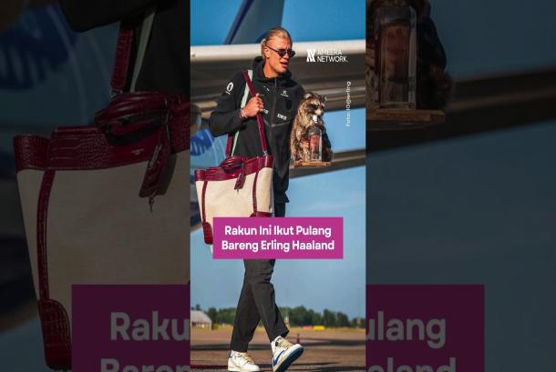 Rakun Ini Ikut Pulang Bareng Erling Haaland