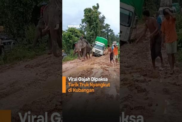 Viral Gajah Dipaksa Tarik Truk Nyangkut di Kubangan