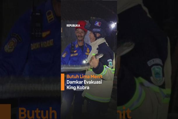 Geger King Kobra 4 Meter Masuk Rumah Warga di Kuningan