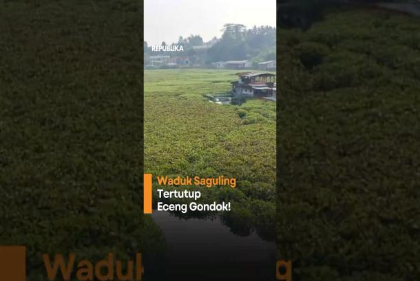 Hamparan Eceng Gondok Tutupi Waduk Saguling di Bandung Barat