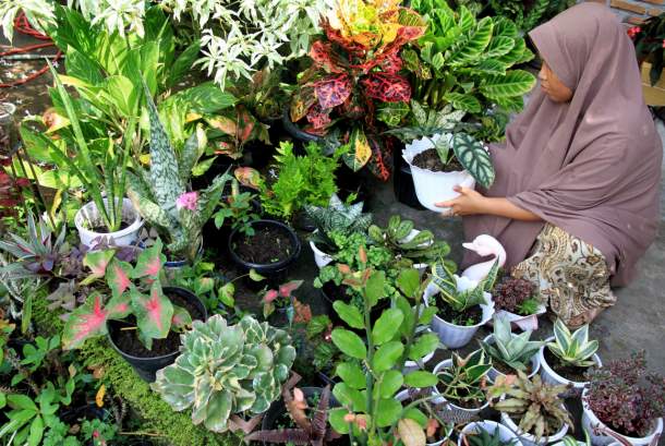 Nyaman Berkat Tanaman Hias