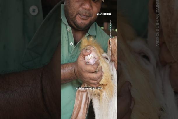 Tips Pilih Kambing Kurban Bukan Asal Gemuk Saja
