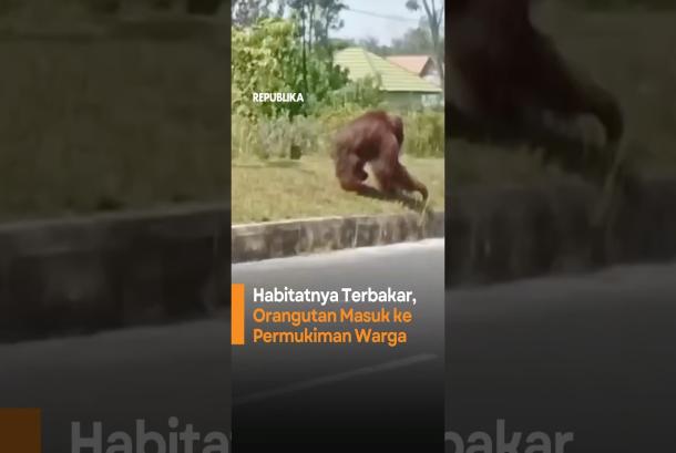 Habitatnya Terbakar Orangutan Masuk ke Permukiman Warga