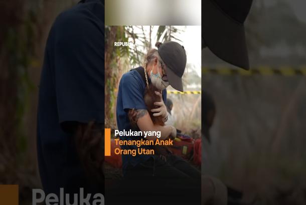 Pelukan yang Tenangkan Anak Orang Utan