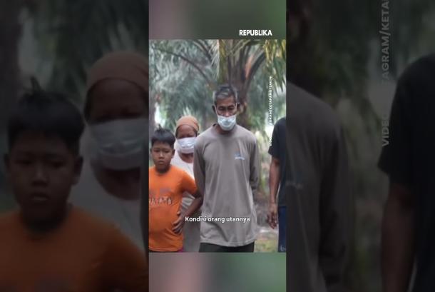 Orang Utan Lemas Kehabisan Napas akibat Asap Karhutla