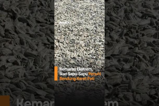 Kemarau Ekstrem Ikan SapuSapu Penuhi Bendung Karet Pati