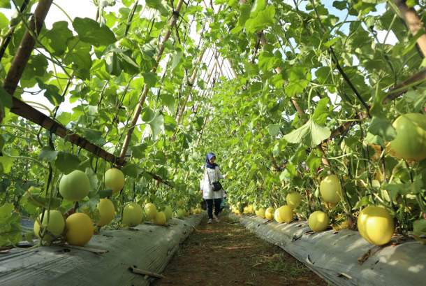 Inisiatif Wakaf Pertanian untuk Kedaulatan Pangan