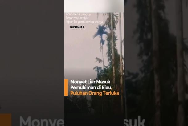 Monyet Liar Masuk Pemukiman di Riau Puluhan Orang Terluka