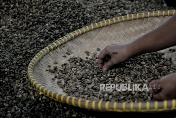 Pekerja menyortir biji kopi. Luas lahan kopi di Solok Selatan pada 2021 tercatat 4.583 hektare, terdiri dari jenis arabika 1.254 hektare dan robusta 3.329 hektare. 