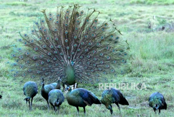 8300 Koleksi Gambar Burung Merak Yang Mudah Ditiru HD Terbaru