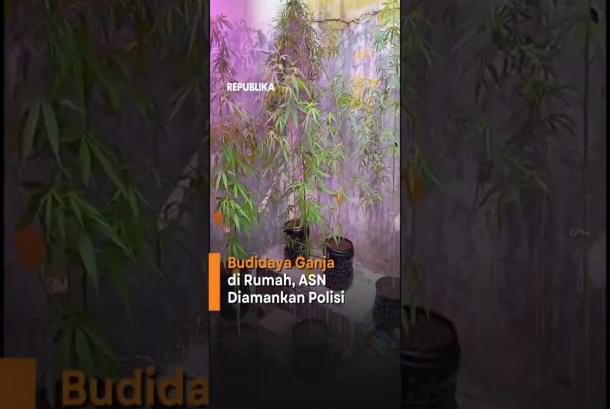 Budidaya Tanaman Ganja di Rumah ASN Dibekuk Polisi