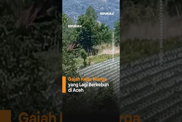 Gajah Kejar Warga yang Lagi Berkebun di Aceh