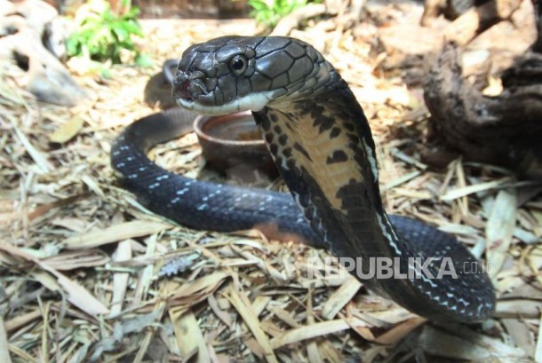 Kokrak anal jinsiy aloqa