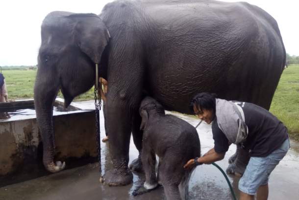 Taufan, Gajah Balita Way Kambas Pergi Selamanya