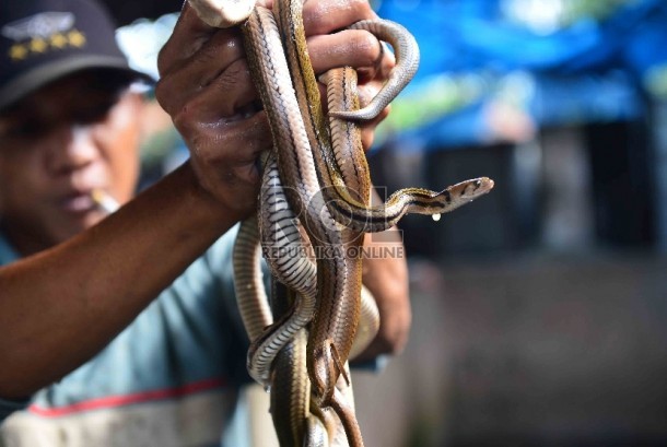 Uning gozal mushuk suratini korsatadi Chochqalar bilan porno