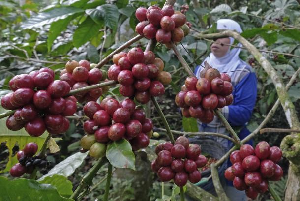 Petani memanen kopi Robusta di perladangan Desa Mentisari, Candiroto, Temanggung, Jateng, Senin (9/8/2021). Usaha kedai kopi asal Indonesia di Mesir terus meningkat.