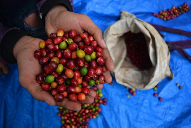 Petani menunjukkan buah kopi ekselsa di lereng pegunungan Anjasmoro Desa Panglungan, Wonosalam, Kabupaten Jombang, Jawa Timur, beberapa waktu lalu.