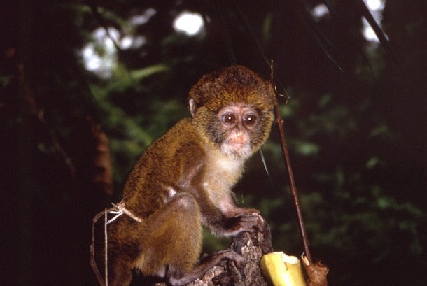 Primata monyet bisa menularkan penyakit cacar monyet atau monkeypox ke manusia. 