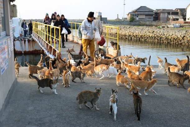 Akhirnya Ratusan Kucing di Pulau Kucing Jepang tak Kelaparan Lagi |  Republika Online