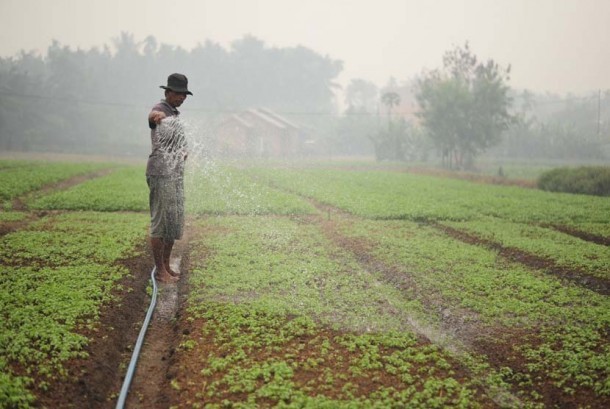 Seorang petani menyiram lahan pertaniannya. (ilustrasi) 