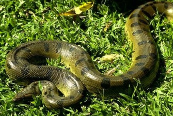 Gillian Anderson ogziga tik oladi