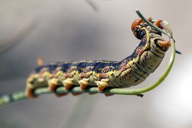 Ribuan Ulat Bulu Teror Warga Kuningan