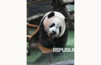 Tampil Perdana di Taman Safari Bogor, Ini Penampakan Menggemaskan Bayi Panda Satrio 