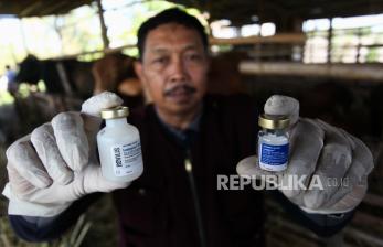 Vaksinasi LSD dan PMK sapi di Surabaya