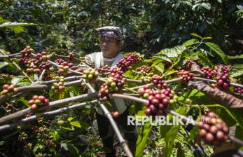 In Picture: Hasilkan Kopi Berkualitas, Produksi Kopi di Kuningan Capai 775,8 Ton 