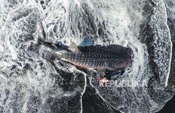 Bangkai Hiu Tutul Terdampar di Pantai Mbah Drajit Lumajang