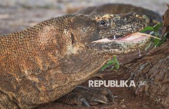 Di Balik Kegagahannya, Komodo Hadapi Ancaman di Alam Liar