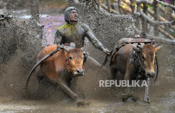 In Picture: Pacu Jawi, Tradisi Balap Sapi Khas Tanah Datar yang Mendunia