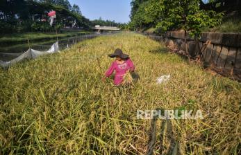 In Picture: Panen Padi Perdana di Bantaran Kanal Banjir Timur Jakarta