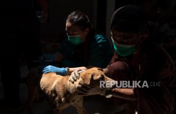 Pelaku Penyelundup Ratusan Anjing ke Jateng yang Pernah Viral Dituntut 1,5 Tahun Penjara