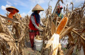Hasil Panen Petani Jagung di Nganjuk Anjlok Akibat Cuaca Buruk