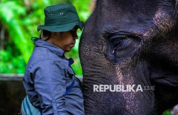 Menjaga Gajah Sumatera Tetap Lestari di Pusat Konservasi Aek Nauli