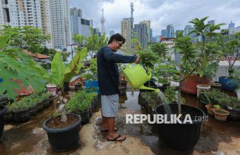 Warga Menteng Atas Jaksel Sulap Atap Rumah Jadi Kebun Sayur dan Buah