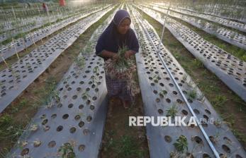 Lahan Bekas Lumpur Bencana di Pidie Jaya Disulap Menjadi Lahan Produktif