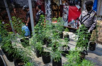 40 Pohon Ganja Tumbuh Subur di Atap Rumah Warga Cengkareng, Beli Bibit di Toko Online