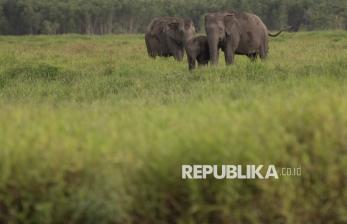 In Picture: Suaka Margasatwa Padang Sugihan, Rumah Bagi Ratusan Gajah Sumatra