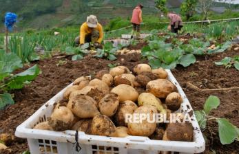 Petani Kentang di Dieng Terdampak Cuaca Ekstrem, Hasil Panen Berkurang HIngga 50 Persen