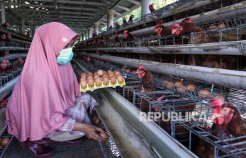 In Picture: Pendampingan Pemkab Banyuwangi untuk Peternak Telur Ayam