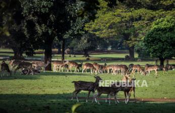 Rusa Di Istana Bogor Melebihi Populasi, Begini Cara Mengatasinya