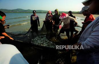 In Picture: Warga Konawe Jaring Ikan Saat Pasang, Hasil Tangkapan Dibagikan Gratis 