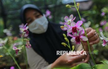 Begini Cara BPPT Lebak Bulus Lakukan Budidaya Tanaman Anggrek 