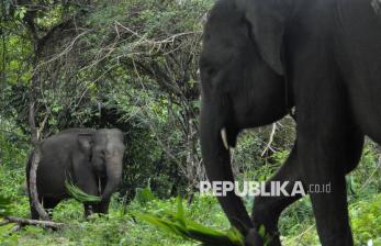 Melihat Konservasi Gajah Sumatera di PKG Seblat Bengkulu