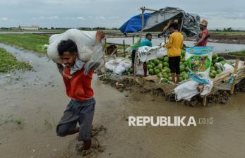 In Picture: Petani Semangka Panen Lebih Awal Akibat Banjir